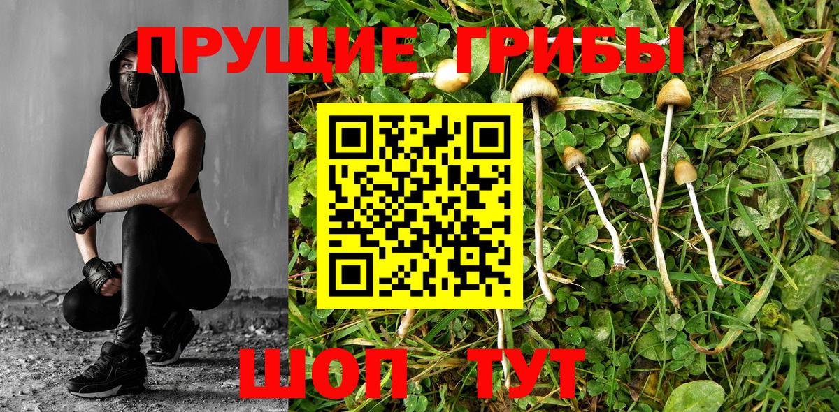 Галлюциногенные грибы Psilocybe Сергиев Посад